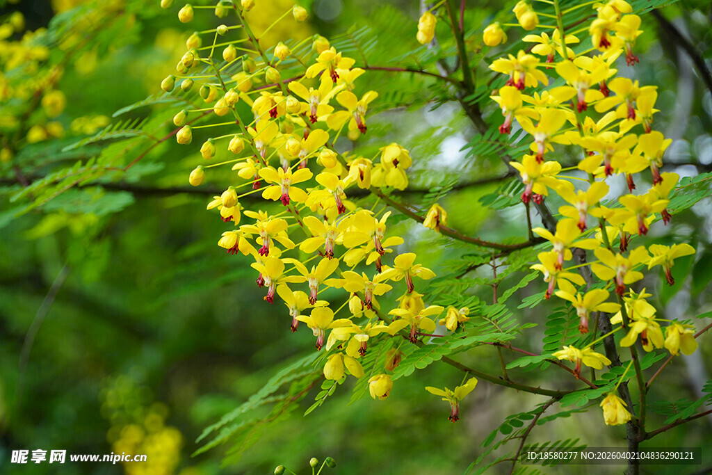 云实花金黄小花绽放枝头