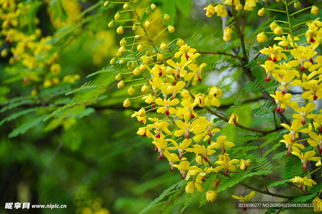 金黄云实花的花朵绽放