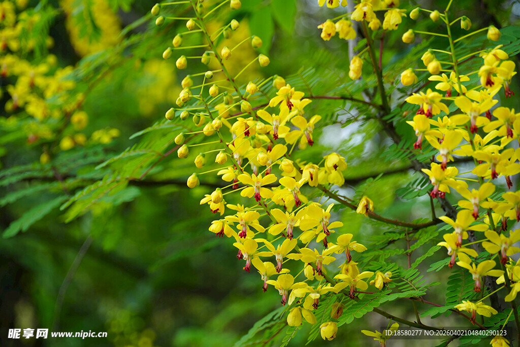 云实花金黄小花绽放绿叶间
