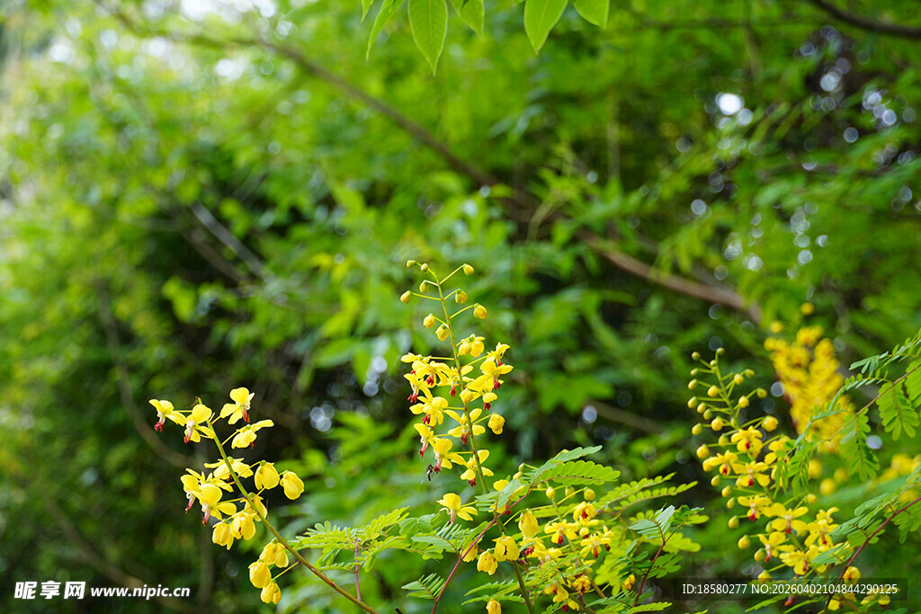 云实花金黄小花绽放于绿叶间