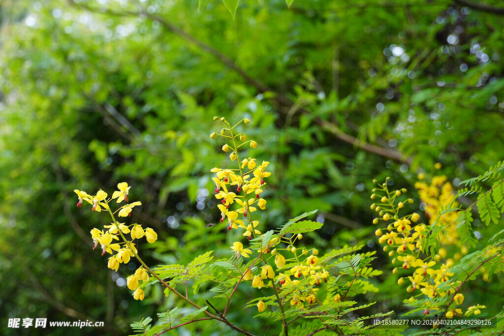 云实花金黄小花绽放于绿意间