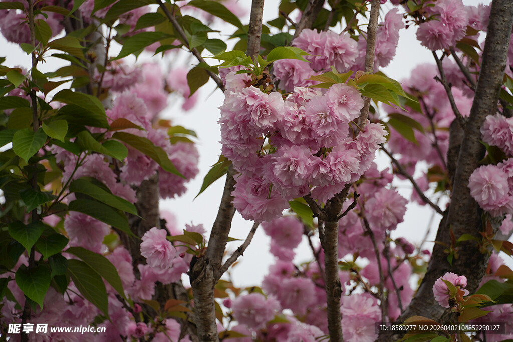 盛开的粉色樱花树