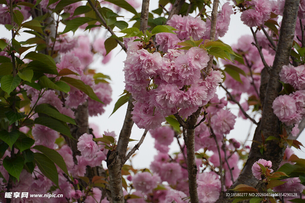 盛开的粉色樱花