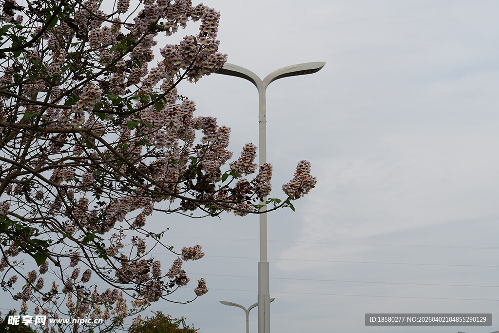 路灯旁绽放的泡桐花
