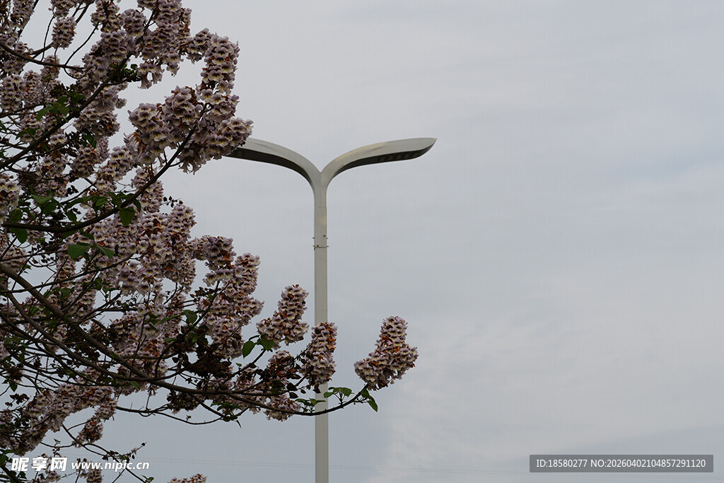 路灯旁盛开的泡桐花