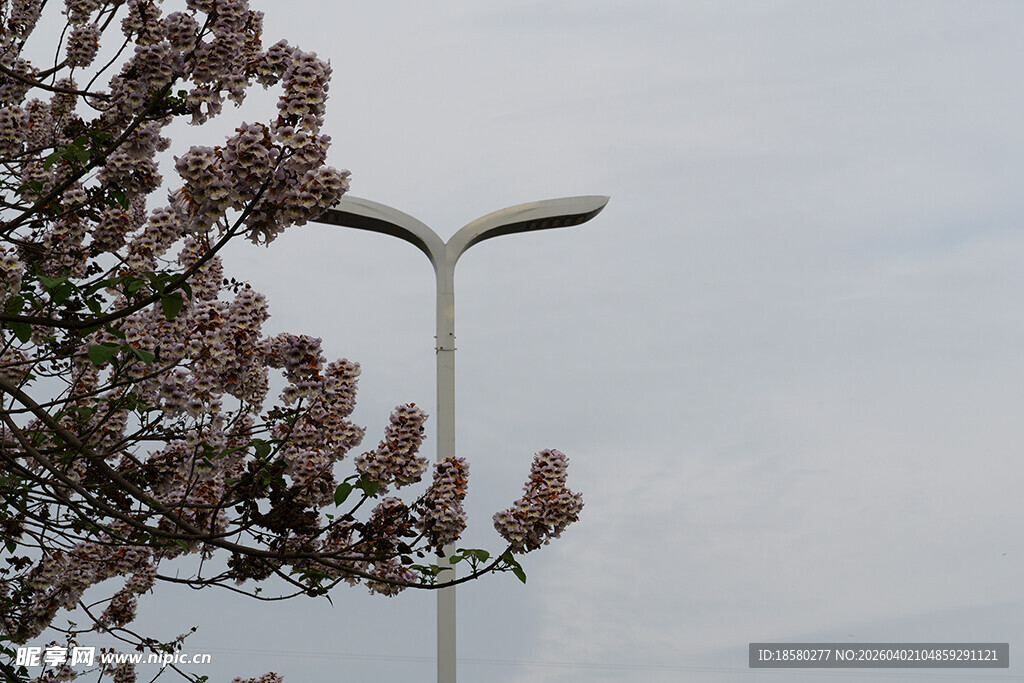 路灯旁盛开的泡桐花繁花