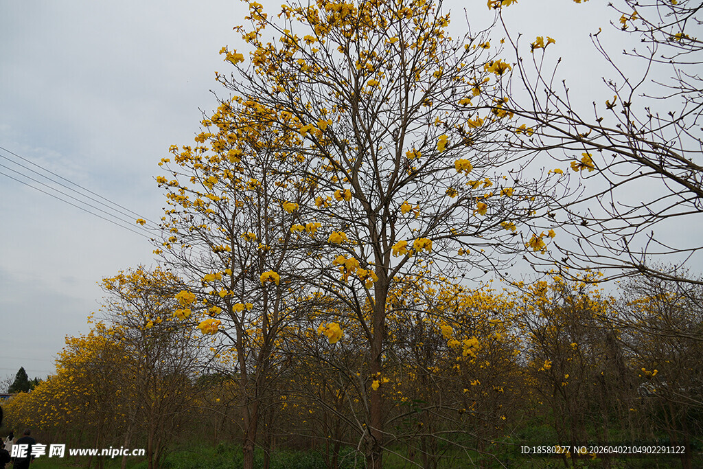 金黄绽放的黄风铃