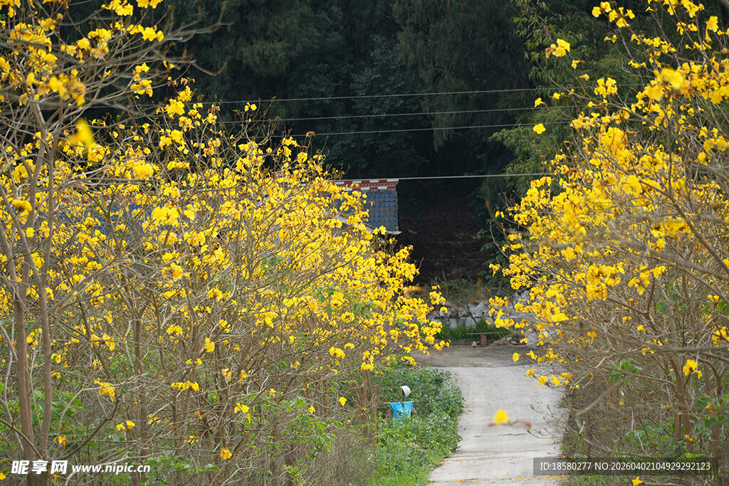 黄风铃的清幽小道