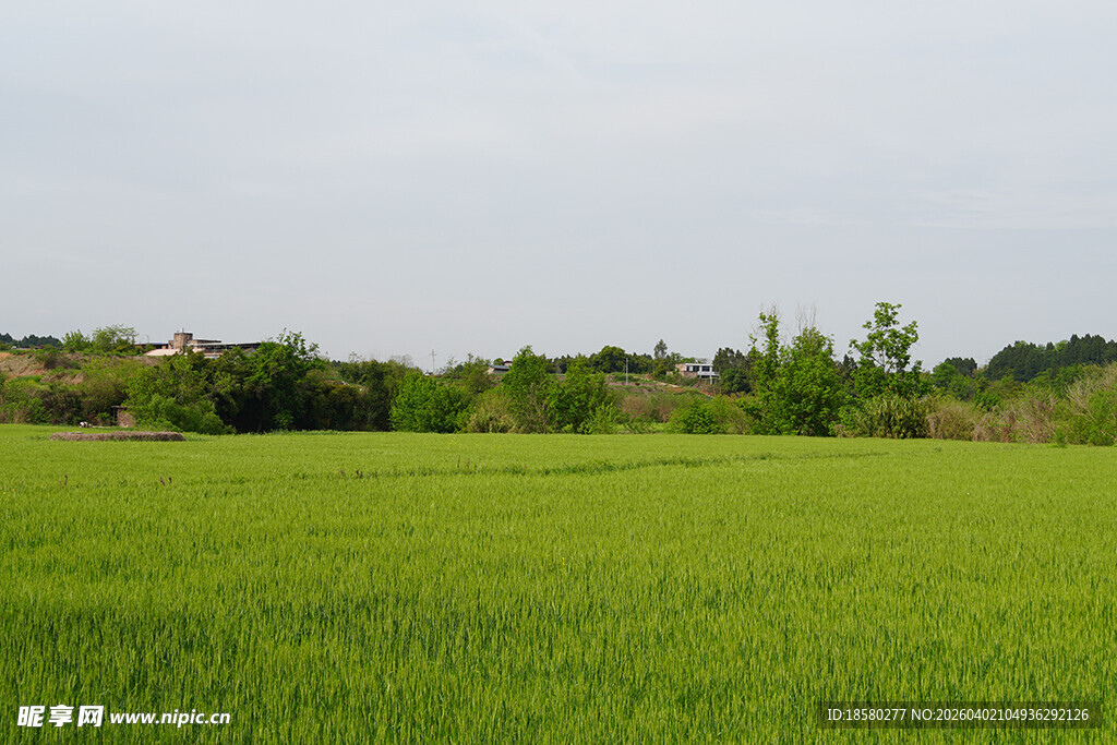 绿色田野风光