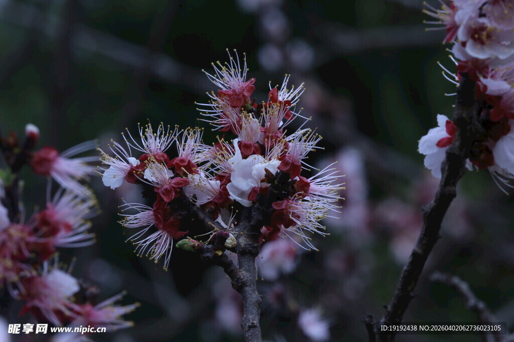 杏花  