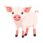 可爱小猪插画