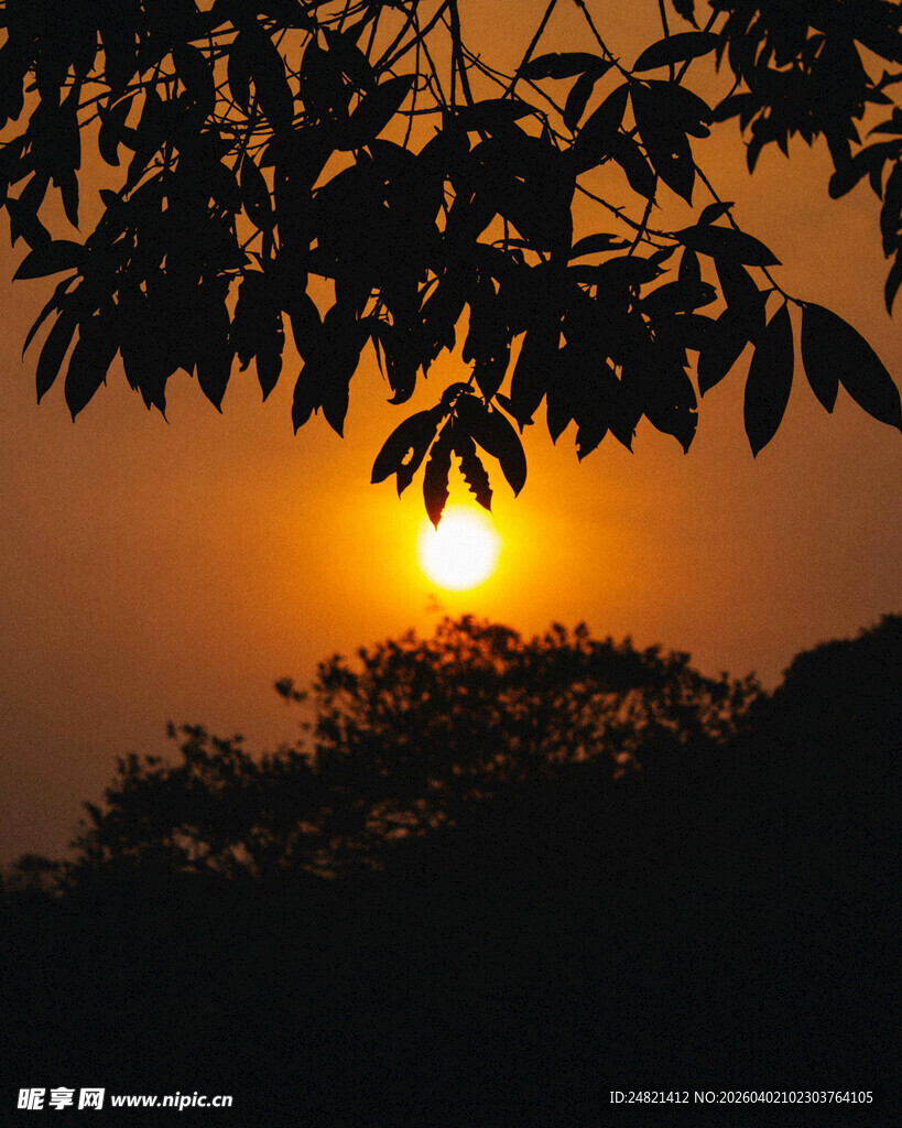 夕阳透过树叶洒下暖光