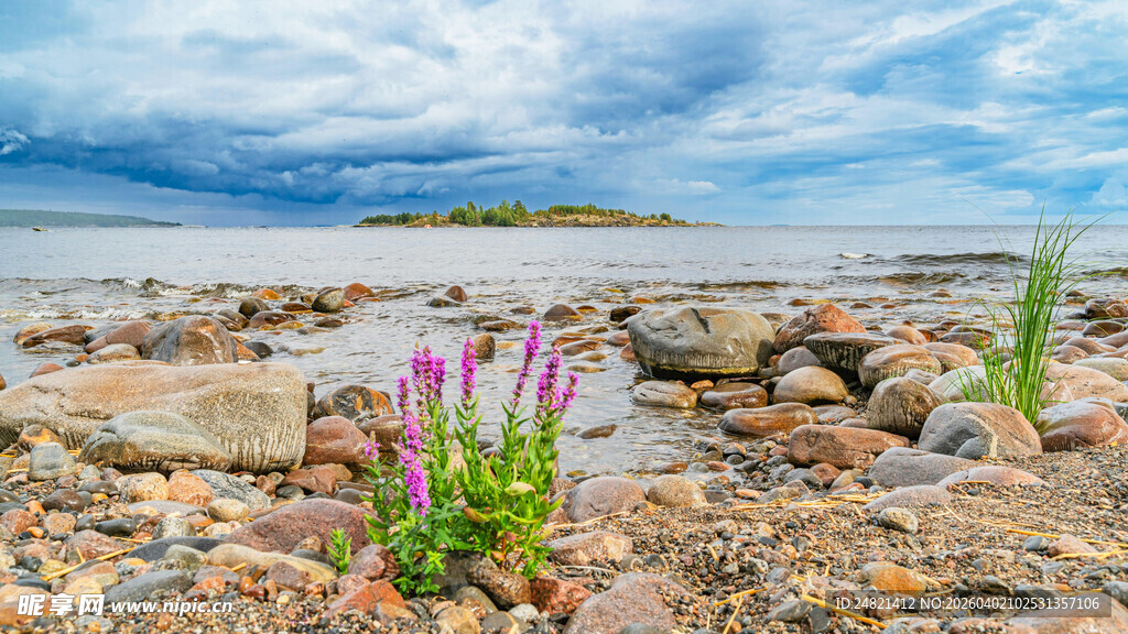石缝间绽放的紫色小花