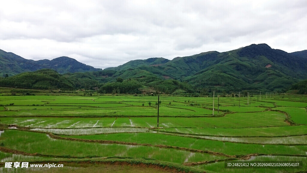 田园风光中的翠绿稻田