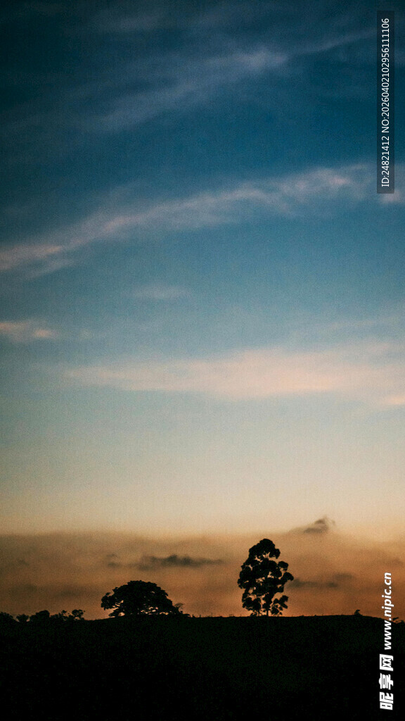 黄昏下的孤树剪影