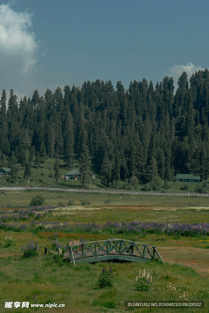 草原森林过渡带风景
