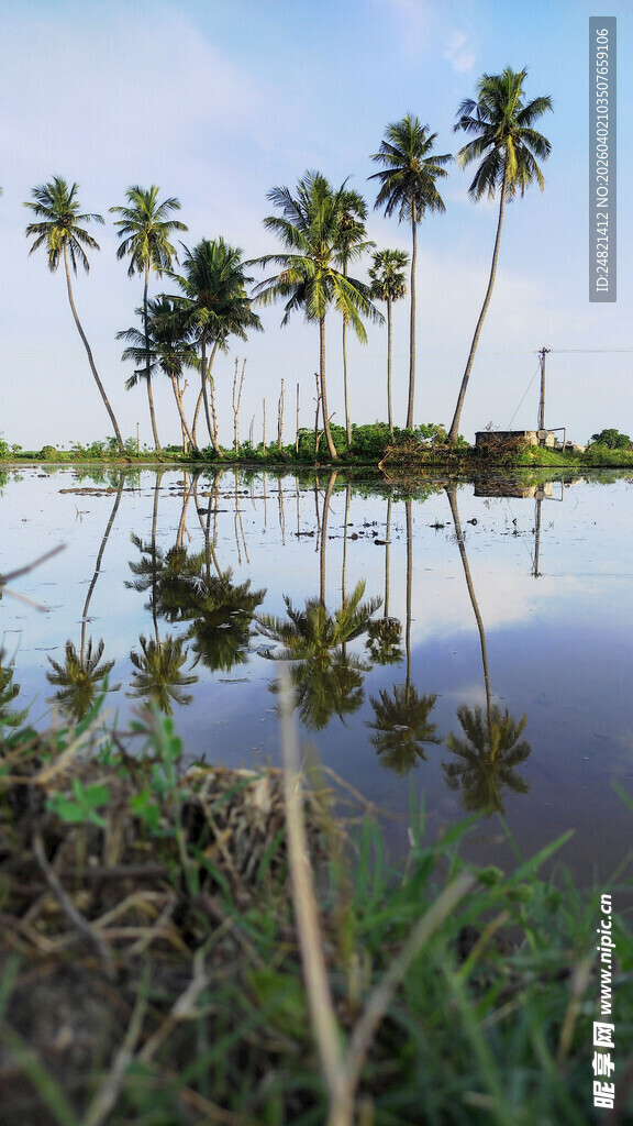 椰林倒映于宁静水面
