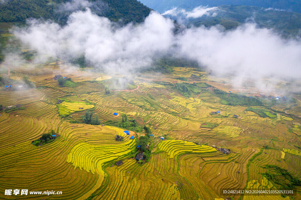 空中俯瞰金黄稻田与云雾