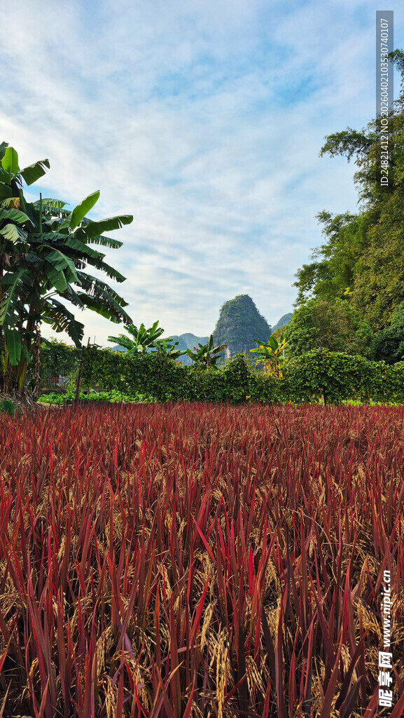 红穗农田与青山绿树美景