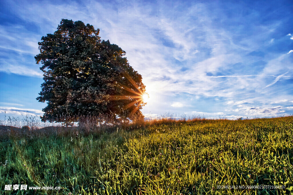 田野孤树映夕阳美景