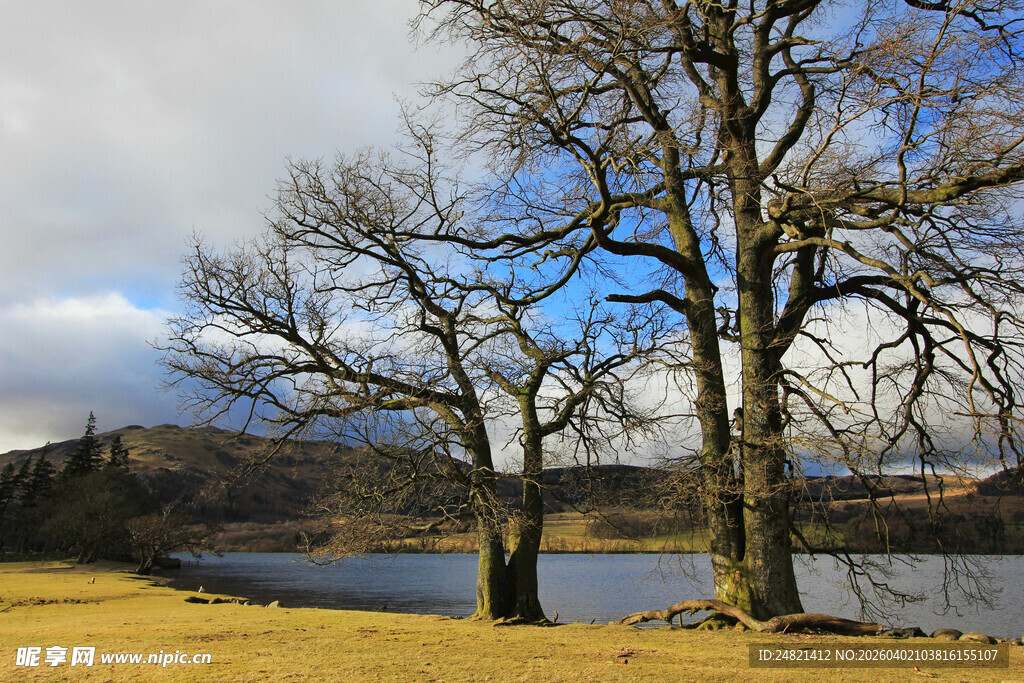 湖畔枯树与蓝天美景