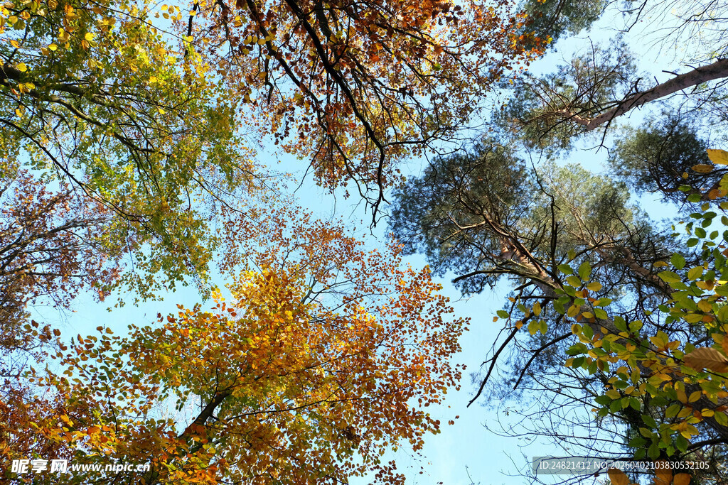 仰望秋日斑斓树林