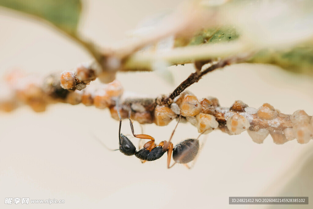 倒挂枝头的小昆虫