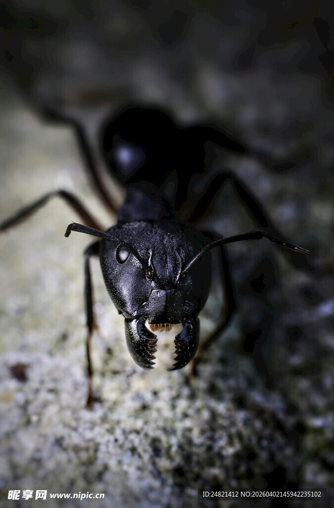 微距下的黑色蚂蚁特写