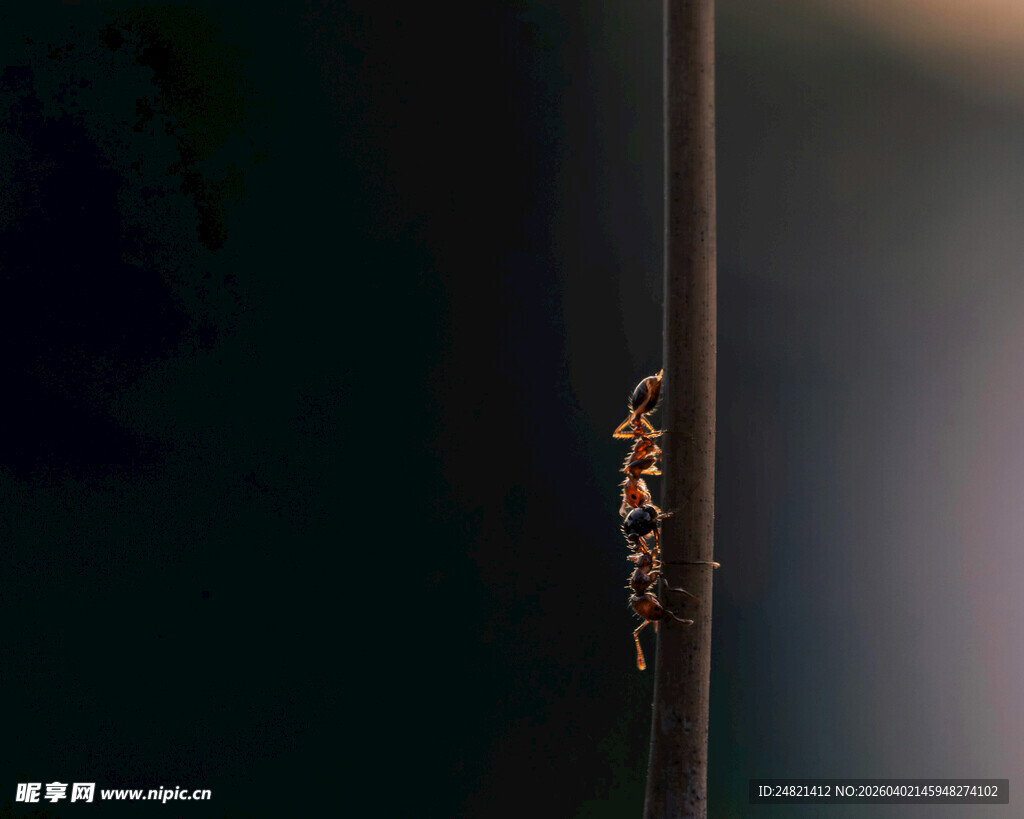 树枝上的小昆虫