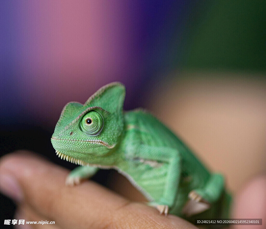 手掌上的绿色变色龙
