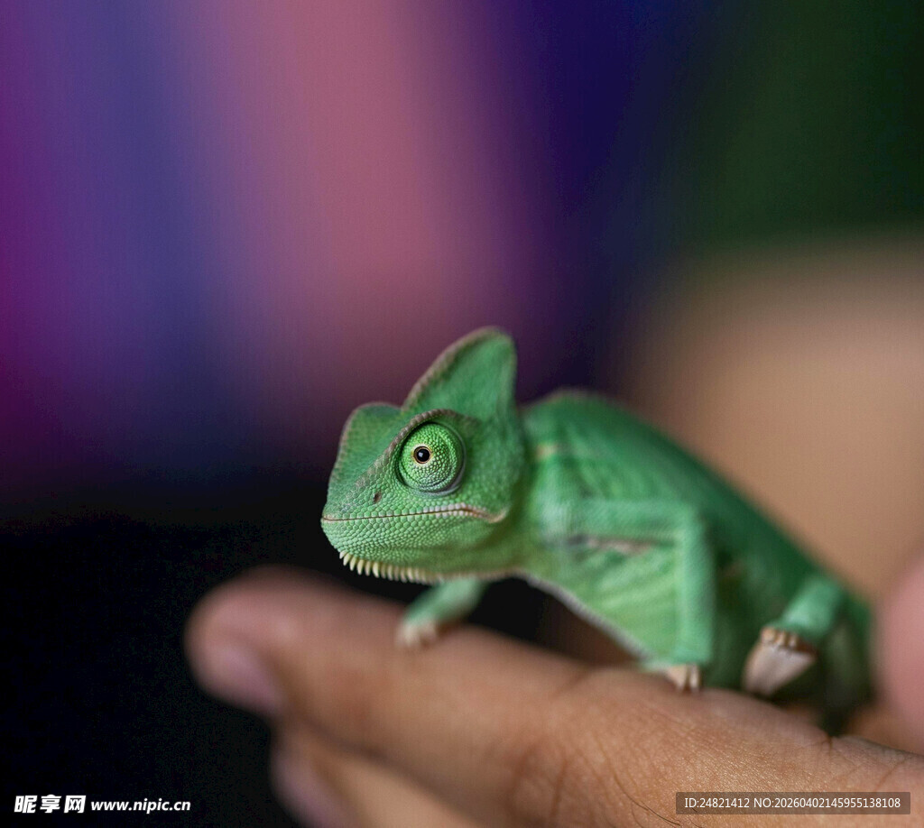 手掌上的绿色小变色龙