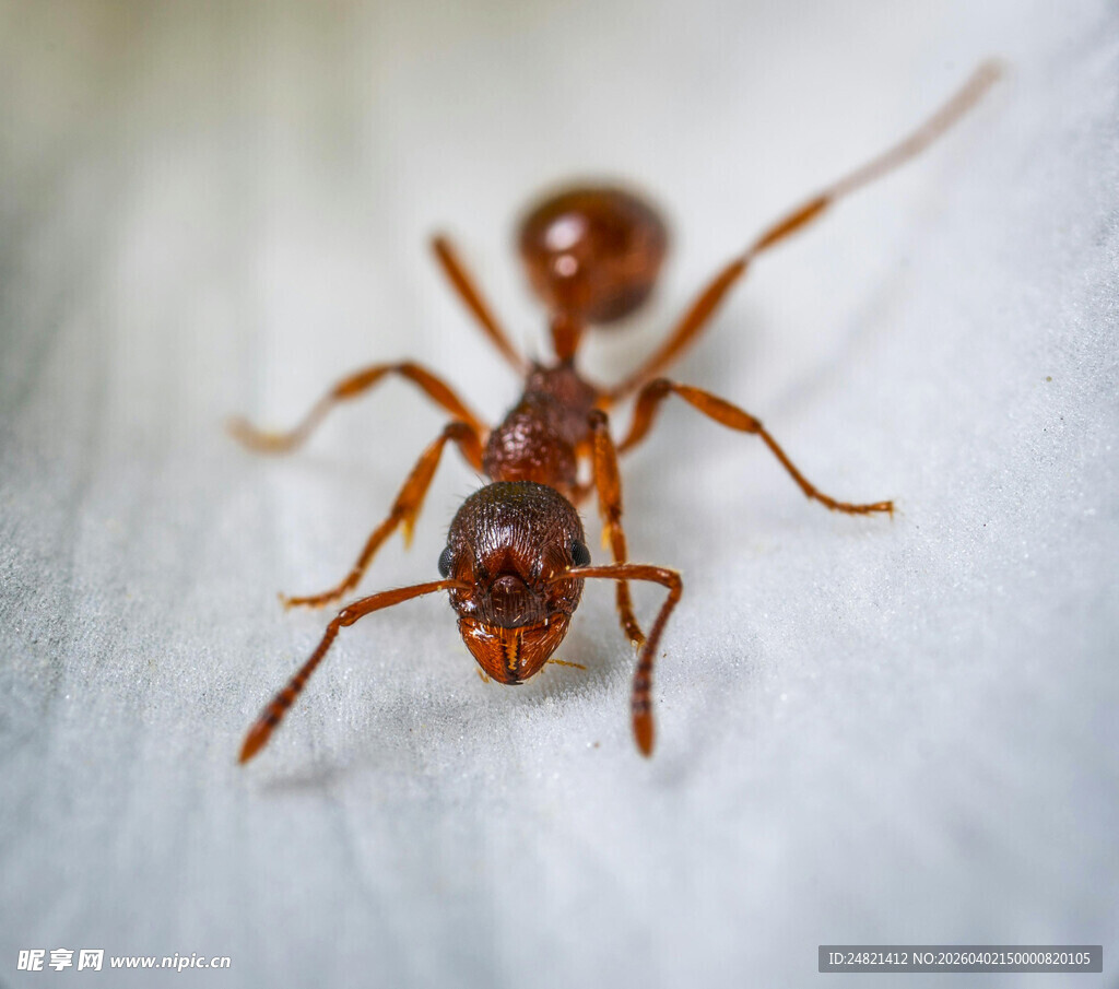 微距下的红蚂蚁