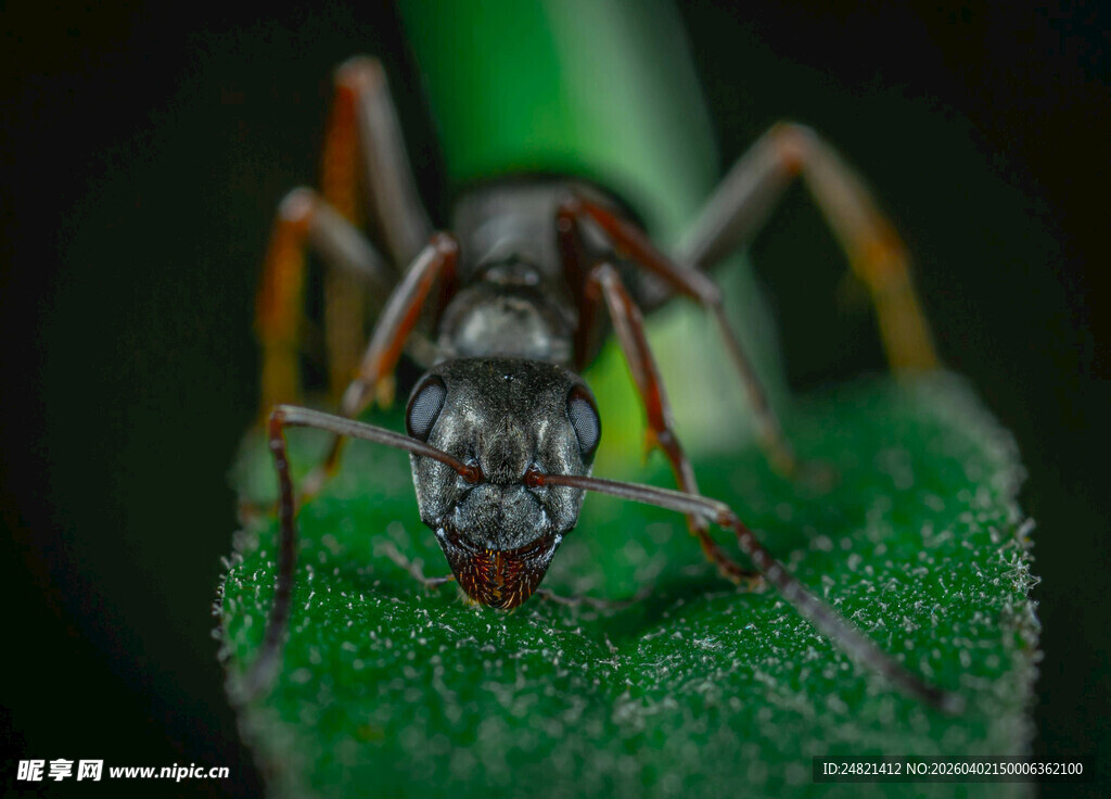 微距下的蚂蚁特写