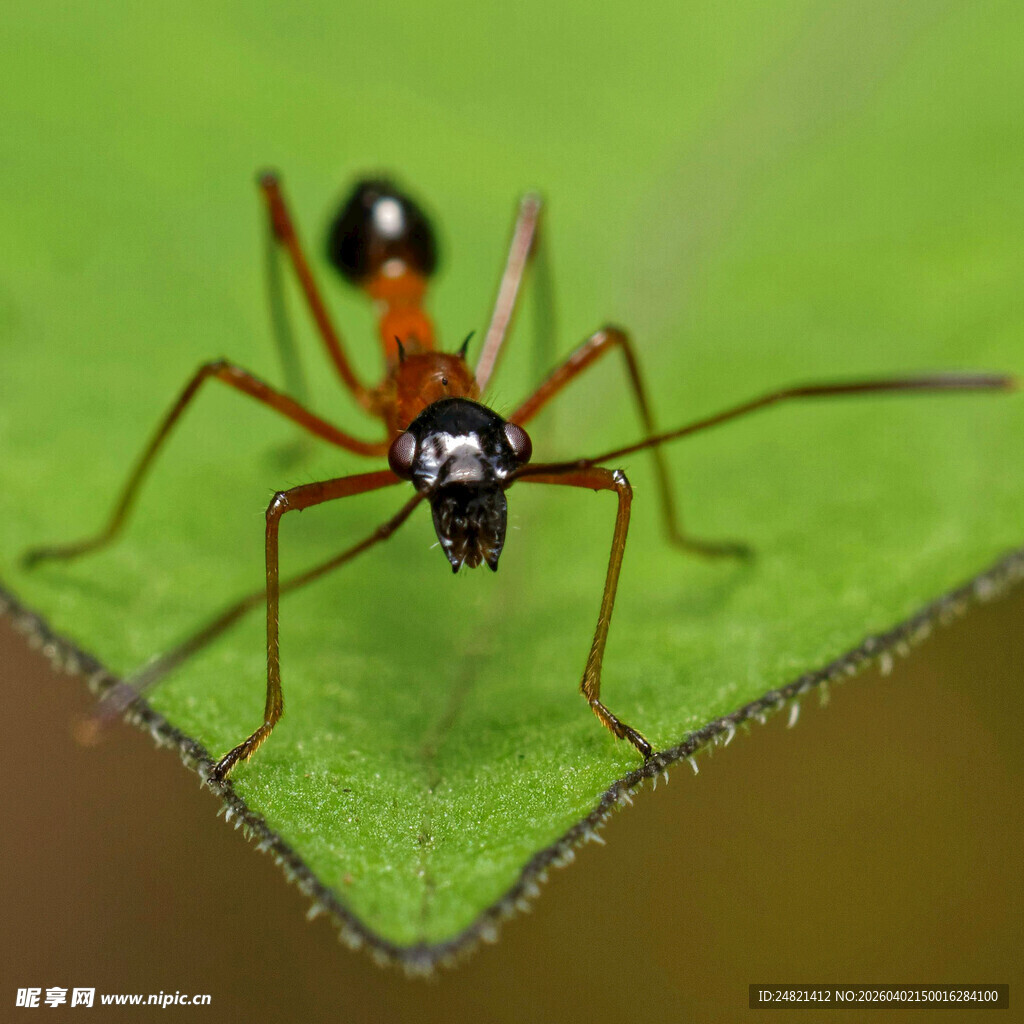 绿叶上的红黑相间蚂蚁