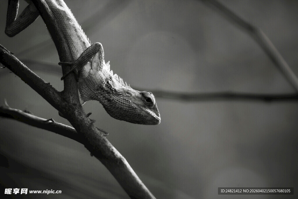 树枝上的蜷伏青蛙