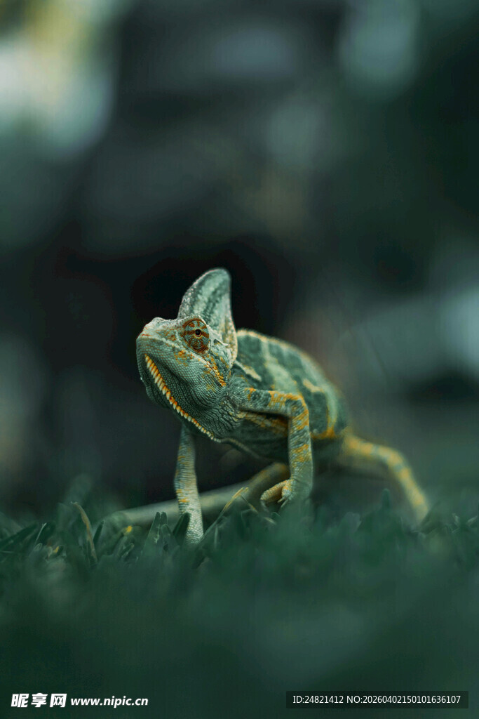 绿色变色龙于草丛中