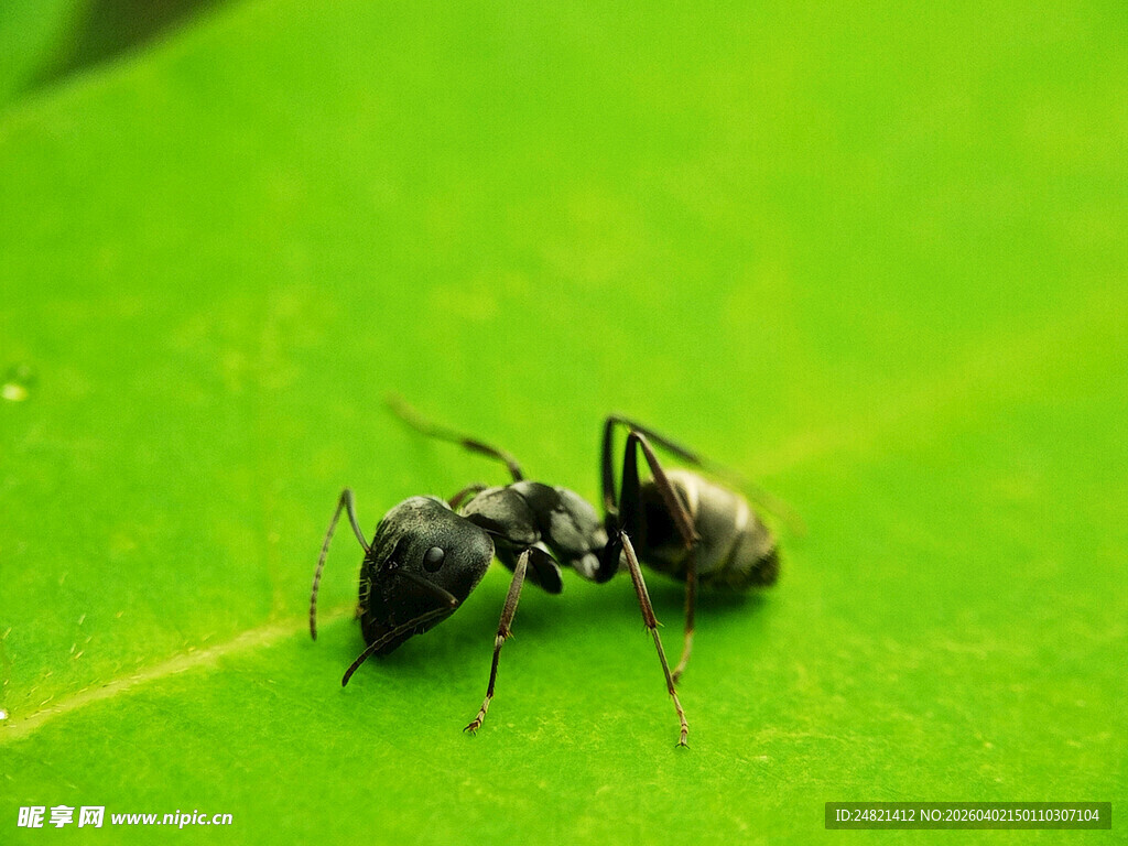 绿叶上的两只蚂蚁