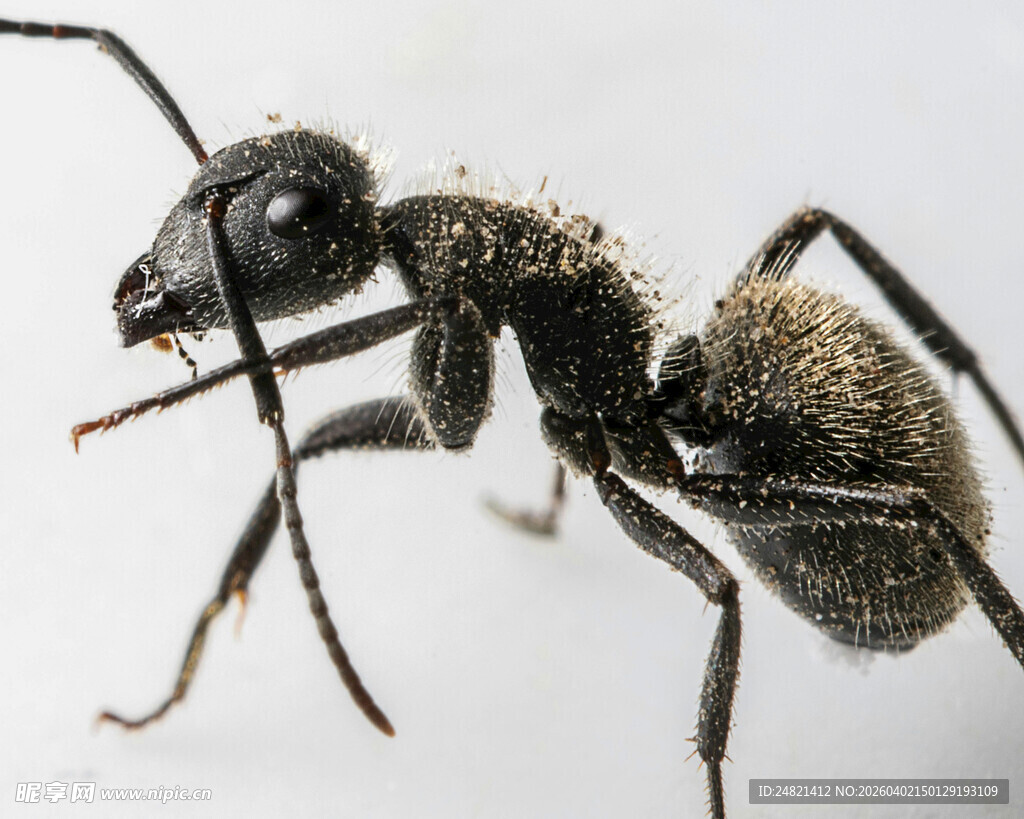 微距下的黑色蚂蚁