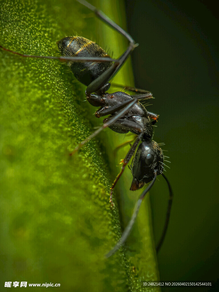 绿叶上的蚂蚁特写
