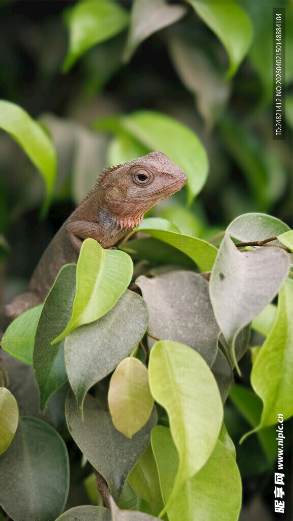 绿叶间的小蜥蜴