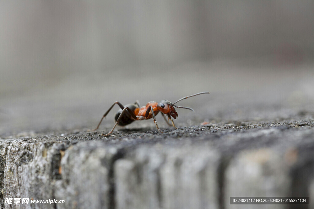 微距下的蚂蚁特写