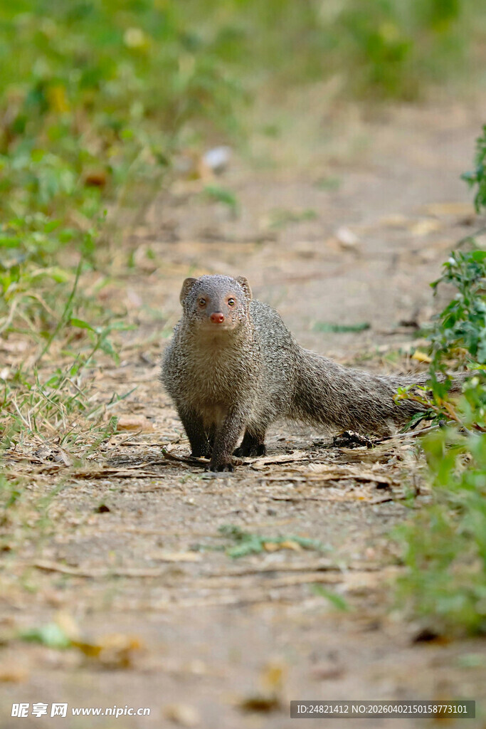 小松鼠在户外小道上