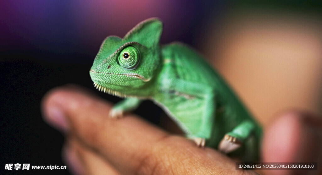 手掌上的绿色变色龙