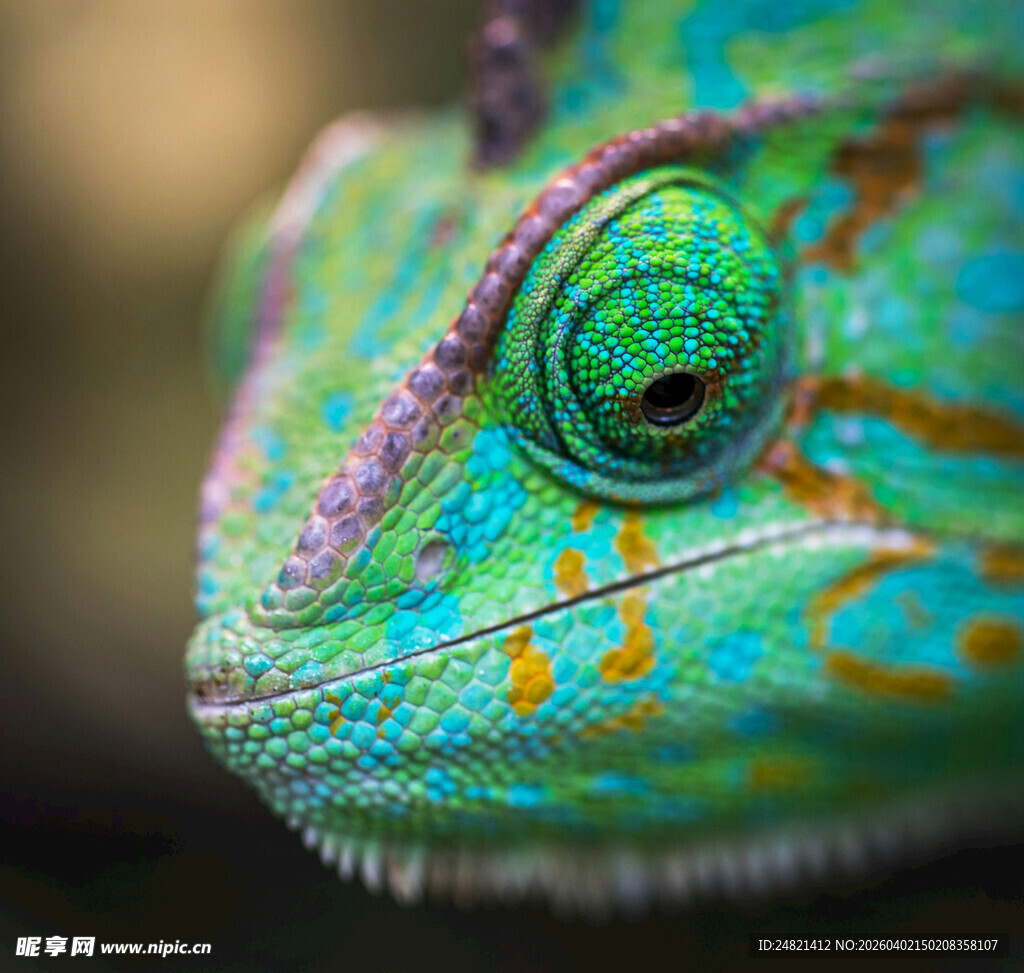 多彩变色龙特写