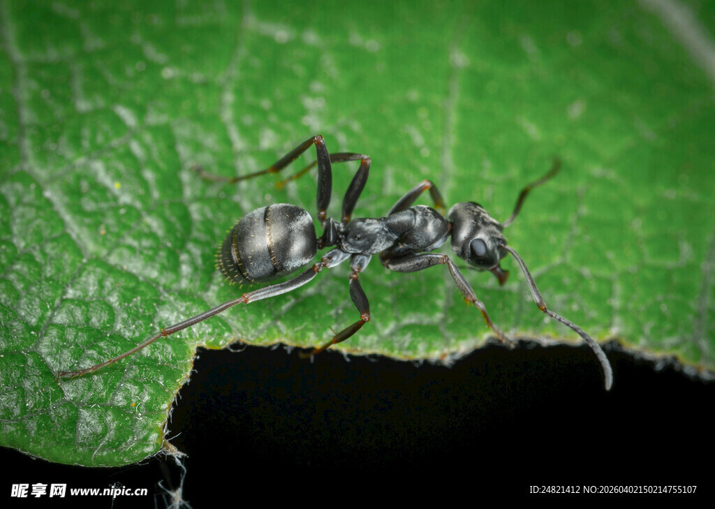 绿叶上的黑蚂蚁