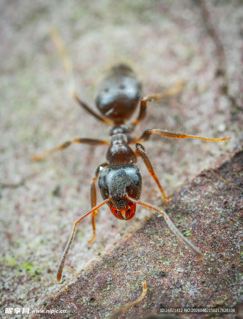 微距下的黑色蚂蚁特写