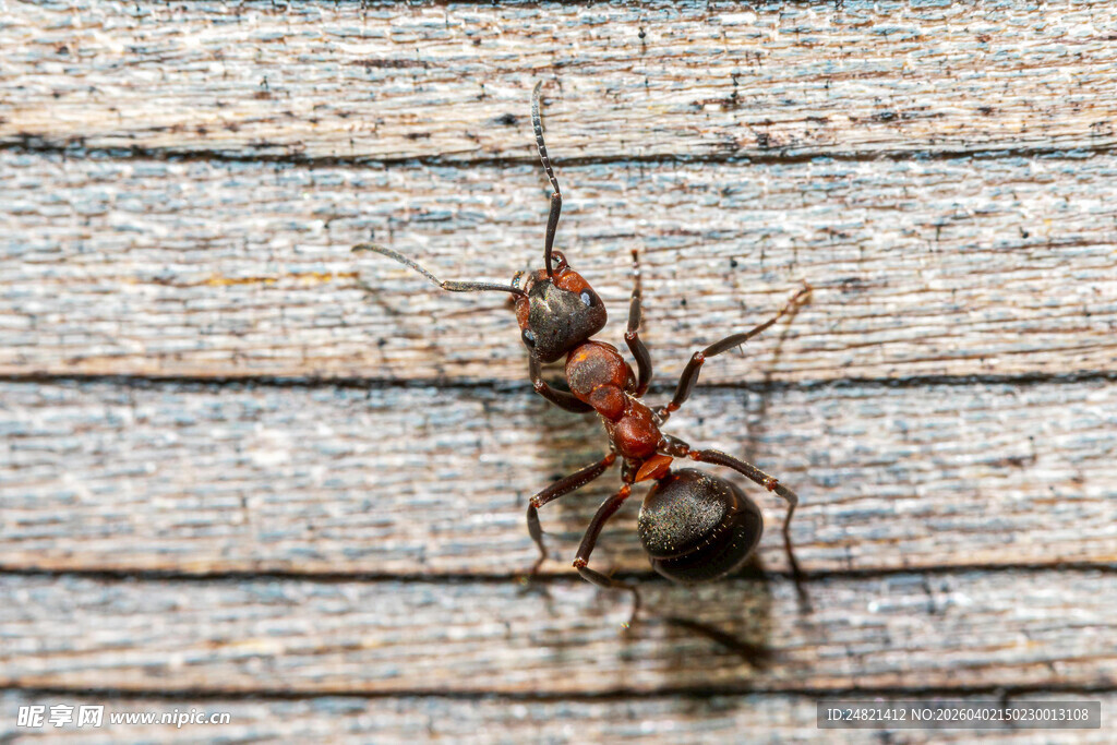 木板上的红蚂蚁