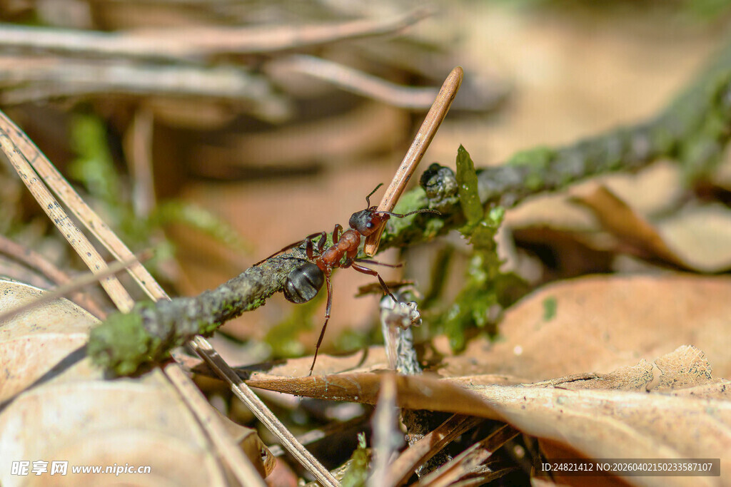树枝上的蚂蚁特写