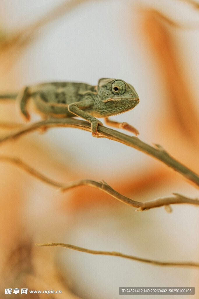 树枝上的小变色龙