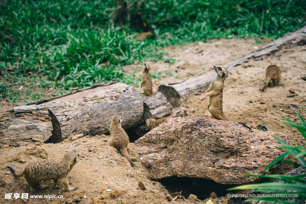 野外蚁群在朽木旁忙碌